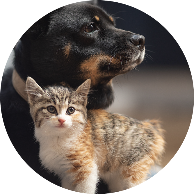 Dog and cat resting together